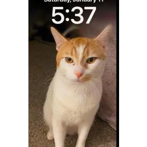 Image of Cabron, Lost Cat