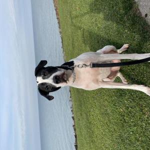 Lost Dog Rylee