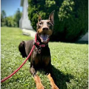 Lost Dog Luna