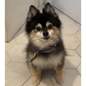 Lost Dog Daisy