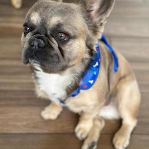 Lost Dog Neo