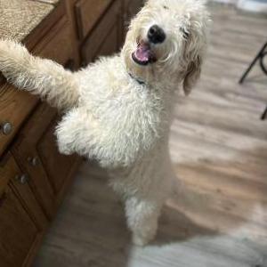 Lost Dog Chase
