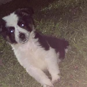 Lost Dog Shelsea