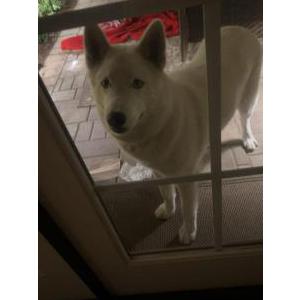 Found Dog Unknown