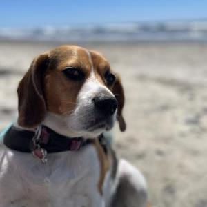 Lost Dog Sadie