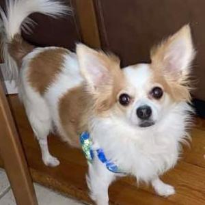 Lost Dog Poppy