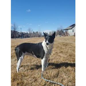 Lost Dog Lakota