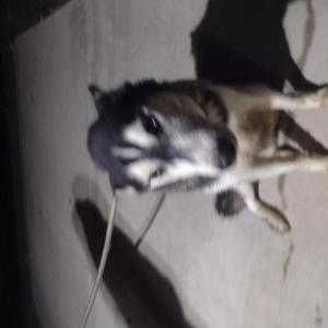 Found Dog unknown