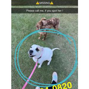 Lost Dog Lu Lu