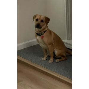 Lost Dog Dallas
