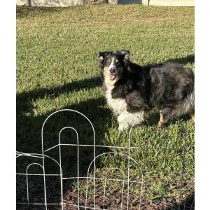 Found Dog Unknown