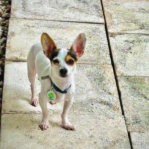 Lost Dog Miko