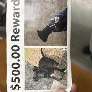 Lost Dog Peanut