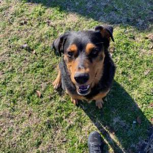 Found Dog Unknown