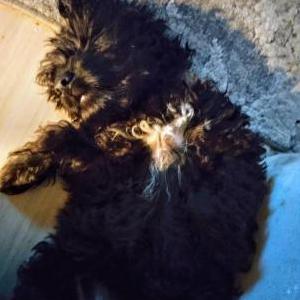 Lost Dog Koda