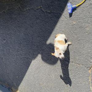 Found Dog Unknown