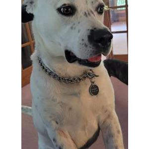 Image of Sparky, Lost Dog