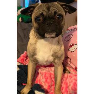 Lost Dog Oso