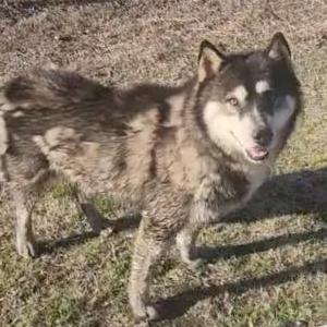 Found Dog Unknown