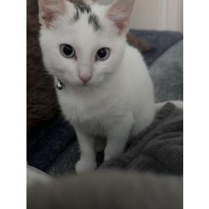 Image of nala, Lost Cat