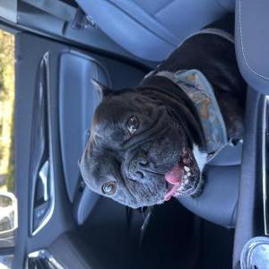Found Dog Unknown