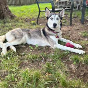 Image of Akira, Lost Dog