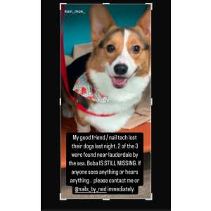 Lost Dog Boba