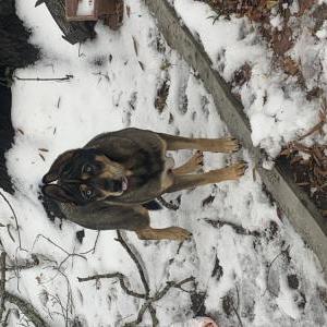 Found Dog Unknown