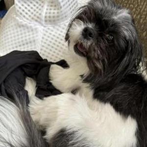 Image of Sparkle, Lost Dog