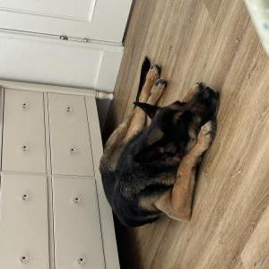 Lost Dog Diamond