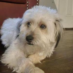 Lost Dog Neyo