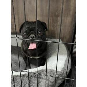 Found Dog Unknown