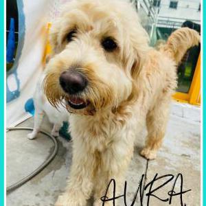 Lost Dog Aura