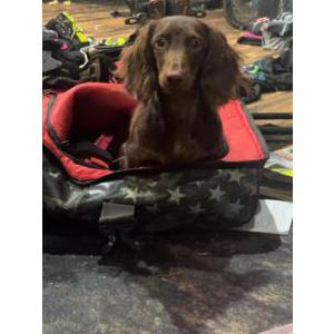 Image of Jax, Lost Dog