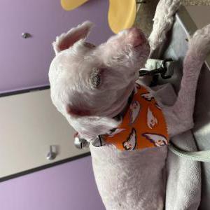 Lost Dog Coco