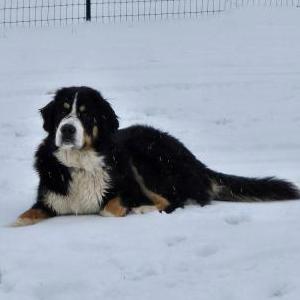 Image of Rocky, Lost Dog