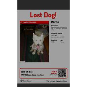 Lost Dog Maggie
