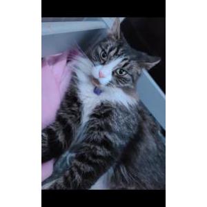 Image of Luna, Lost Cat