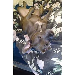 Image of Harley, Lost Dog