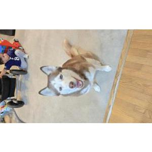 Lost Dog Venza