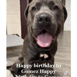 Lost Dog Gomez