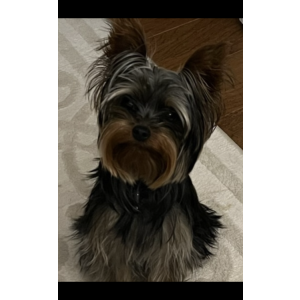 Lost Dog Louis