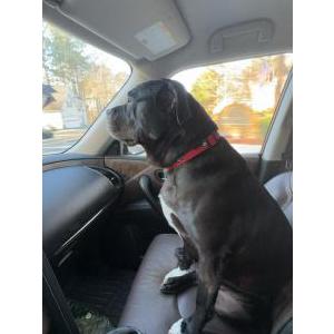Image of Unknown, Found Dog