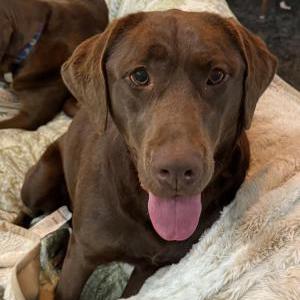 Found Dog No name