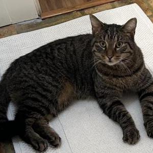 Image of Unknown, Found Cat