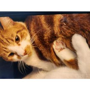 Image of Oscar, Lost Cat