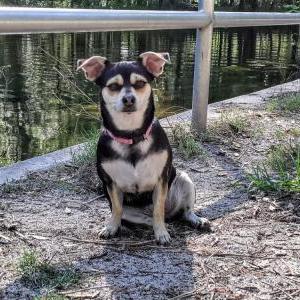 Lost Dog Luna