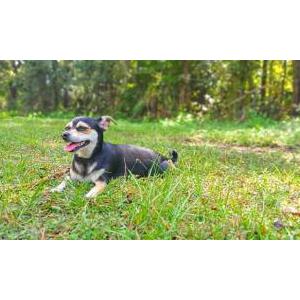 2nd Image of Luna, Lost Dog