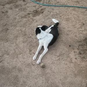 Lost Dog Bolt