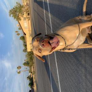 Image of Kilo, Lost Dog